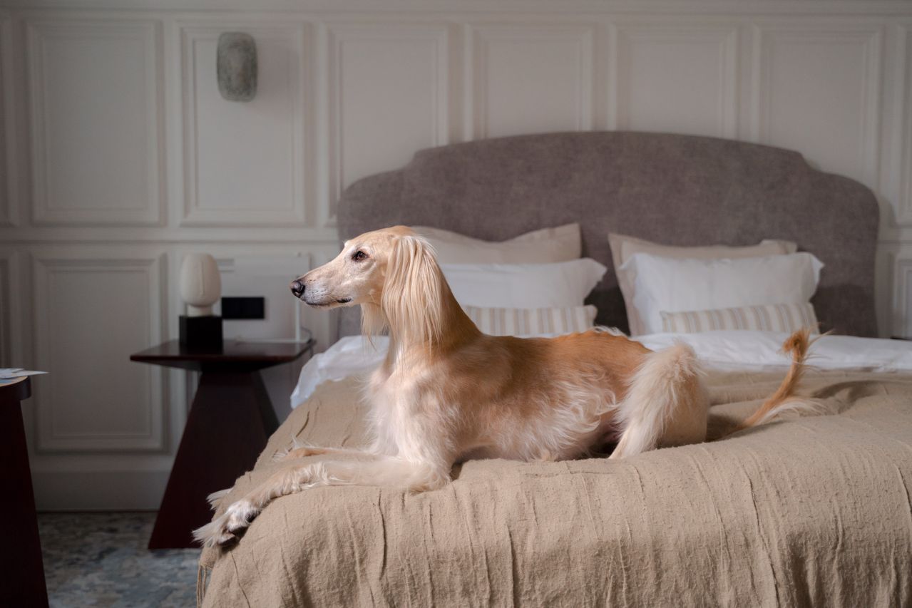 evitar que tu perro suba al sofá o cama