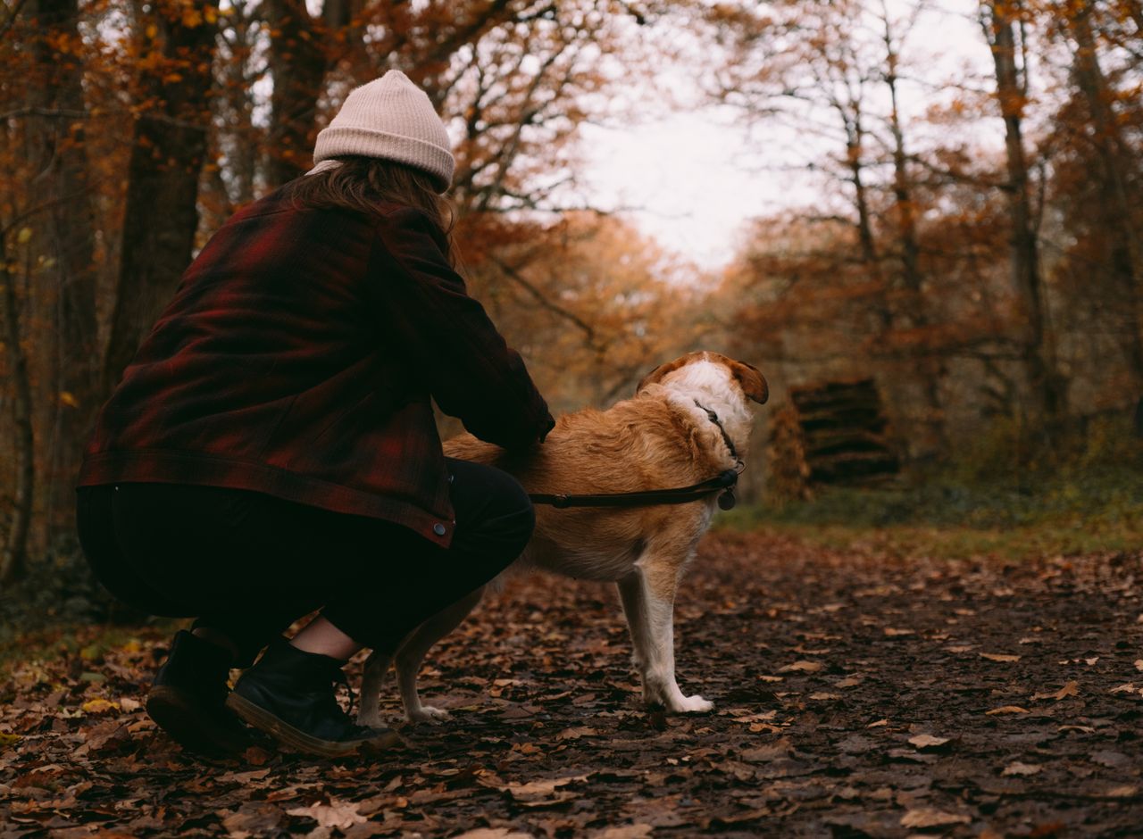 cuidado perros otoño 2026