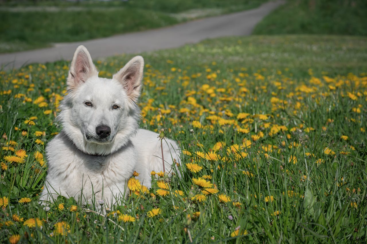 cuidado perros en primavera