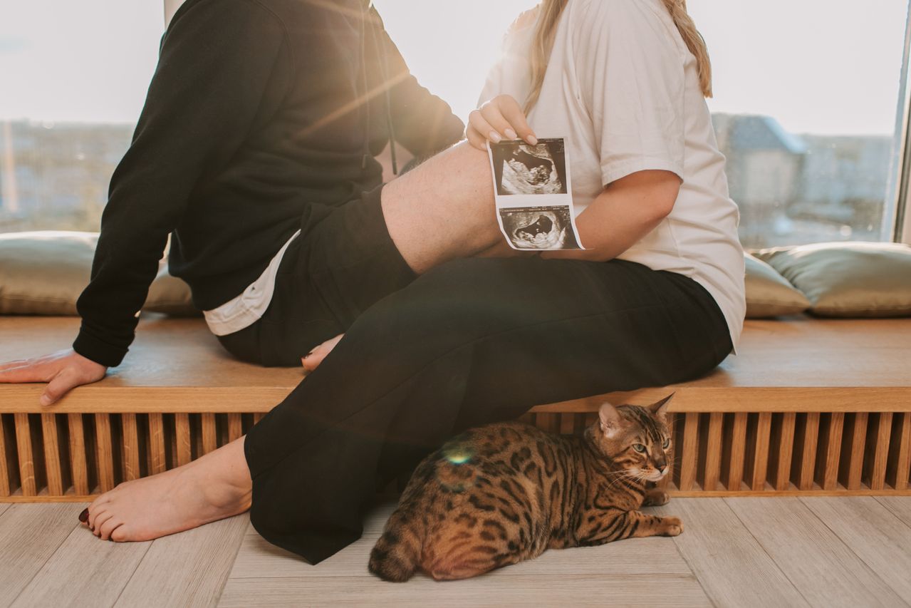 gatos y embarazadas: mitos y realidad