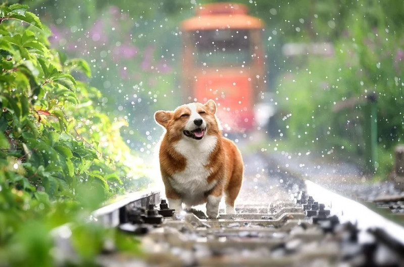 ¡Perros con sobrepeso! Opta por comida para perros light