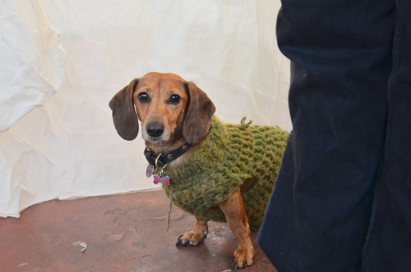 ¿Cómo proteger a los perros del frío en los paseos? 