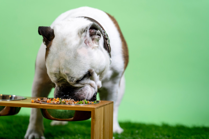 Alimentación especial para perros hipoalergénicos 