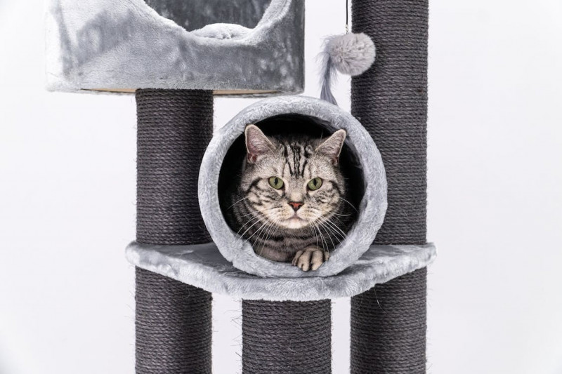 Rascadores y árboles para gatos ¿Por qué los necesitan? 