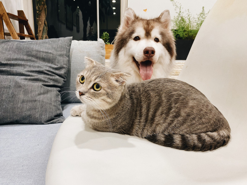 Alimentación Family para perros y gatos 