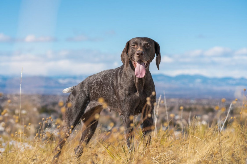 Cuidados que necesitan los perros en primavera 