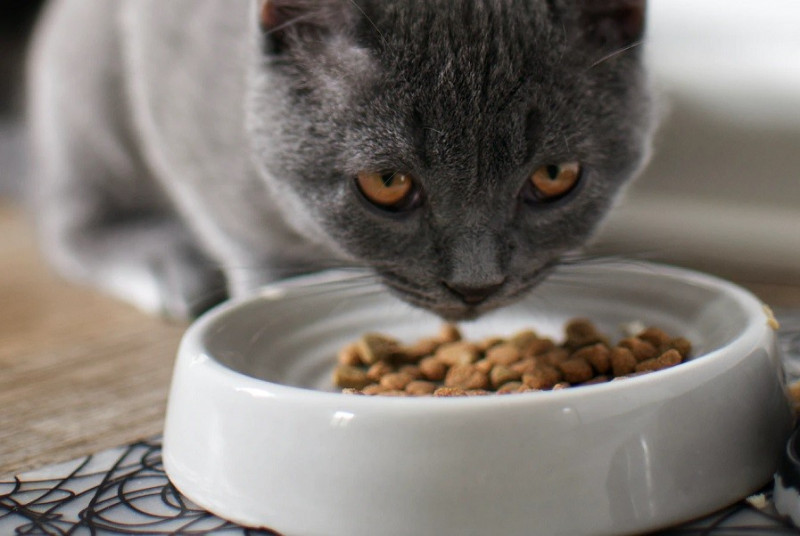 Alimentación equilibrada con Grain Free para gatos