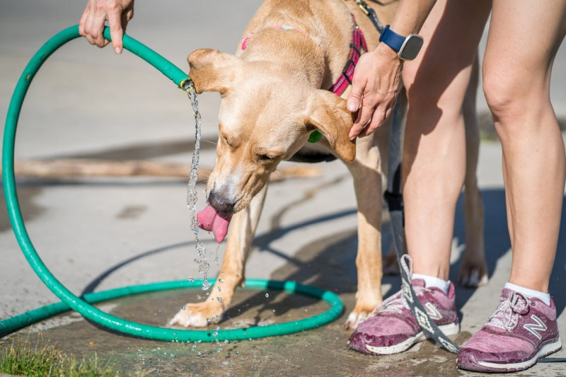 ¡Altas temperaturas! Hidratación para mascotas 