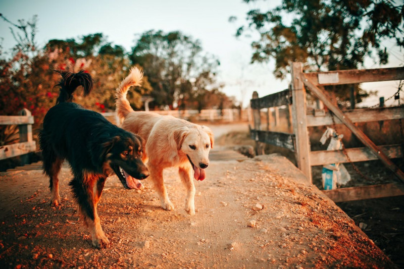 Comida para perro Grain Free Diet atún y salmón