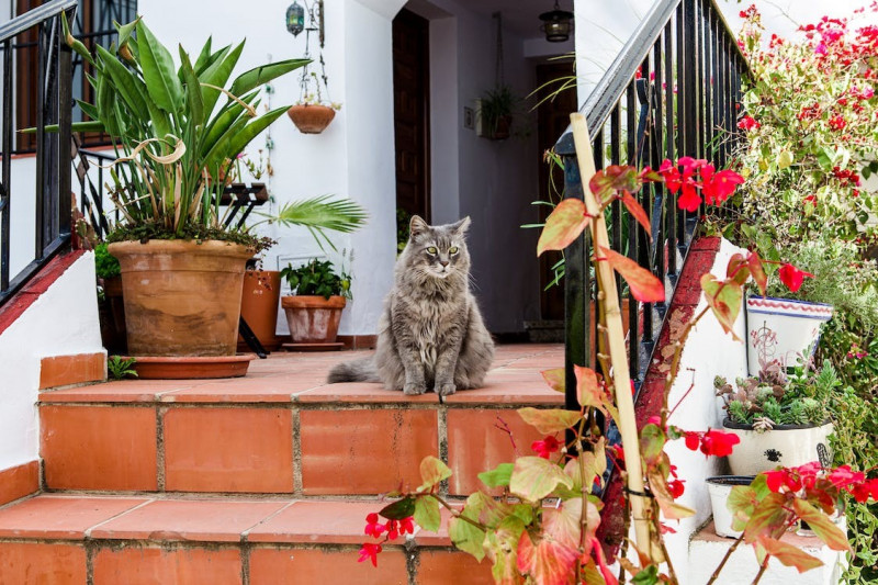 Consejos para llevarte de vacaciones a tu gato