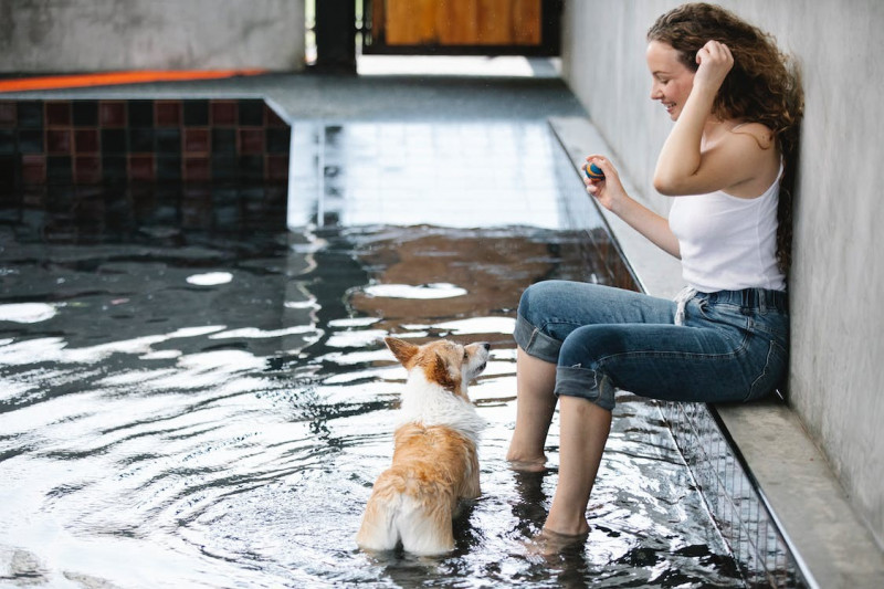 Precaución frente a los golpes de calor en perros