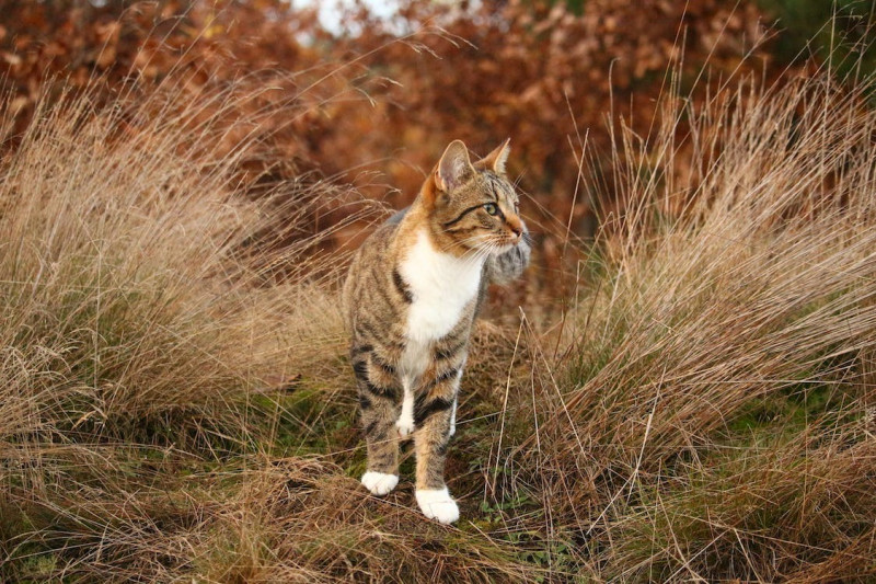 Guía de cuidados básicos para gatos en otoño