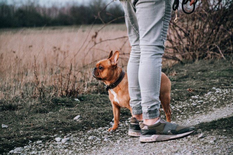 Alimentación hipoalergénica para perros en Yerbero