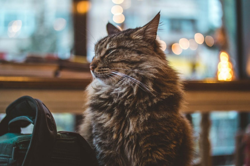 La importancia de la alimentación en los gatos esterilizados