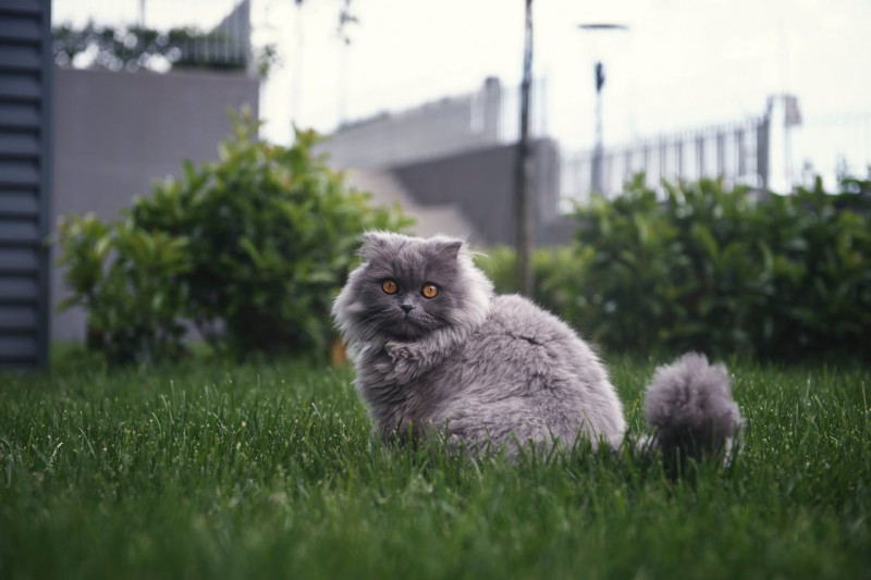 ¿Cómo mantener a tu gato activo en casa? 