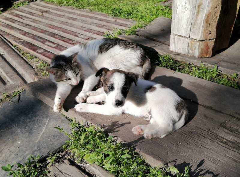 Diabetes en perros y gatos ¿Cómo cuidar a nuestras mascotas?
