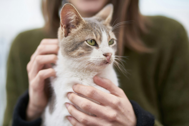 Descubre la mejor alimentación para gatos en Yerbero Nature