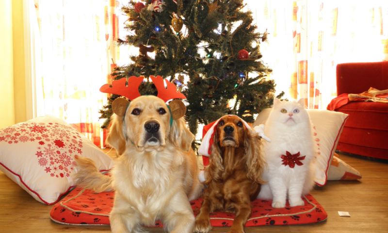 Adornos navideños y mascotas 