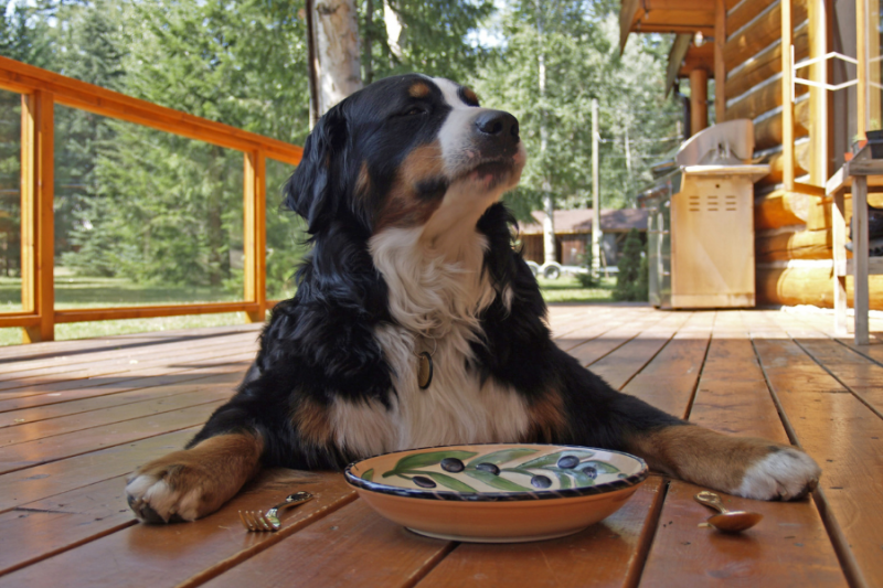 Compra online alimentación para perros Grain Free