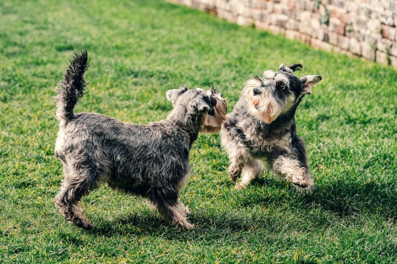 La importancia de la alimentación adecuada para perros de raza mini