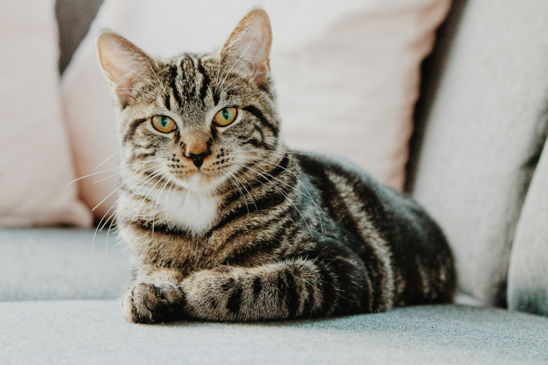 Comida para gato GRAIN FREE, nutrición saludable para tu felino