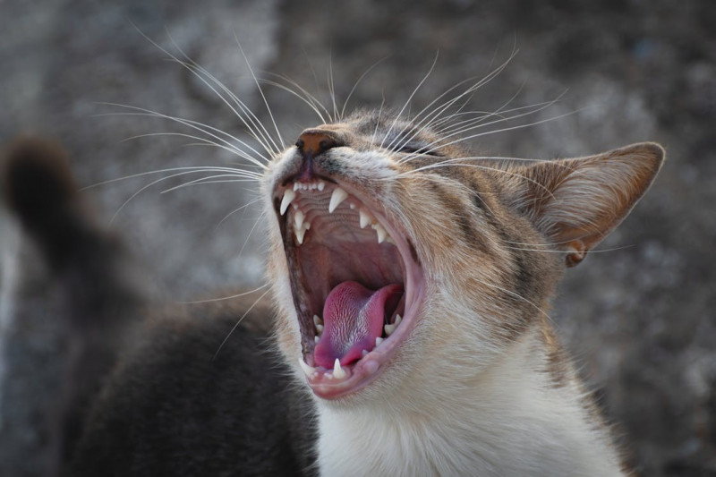 ¡Caries en gatos! Descubre cómo detectarlas 