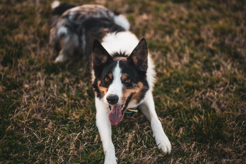 Beneficios de la fibra para los perros