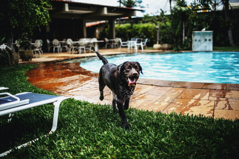 Cuidado que necesitan los perros en verano