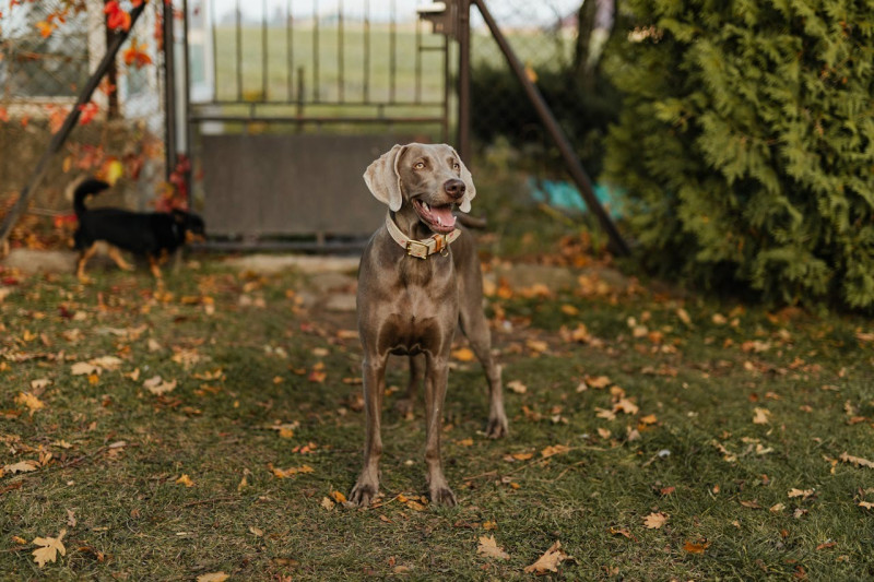 ¿Cómo mantener a tu perro sano y feliz en otoño?