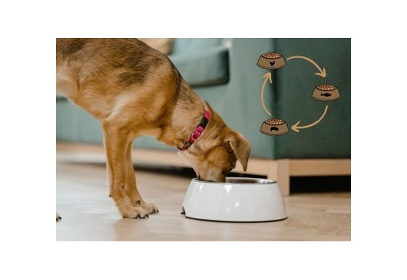 Beneficios de la dieta rotacional para perros