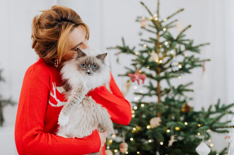 Consejos para una Navidad segura para tu gato