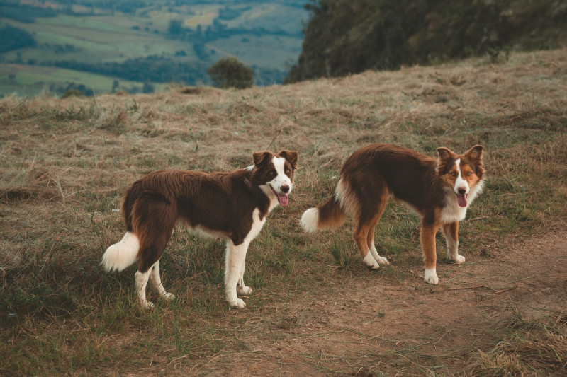 Piensos para perros alérgicos a los cereales 