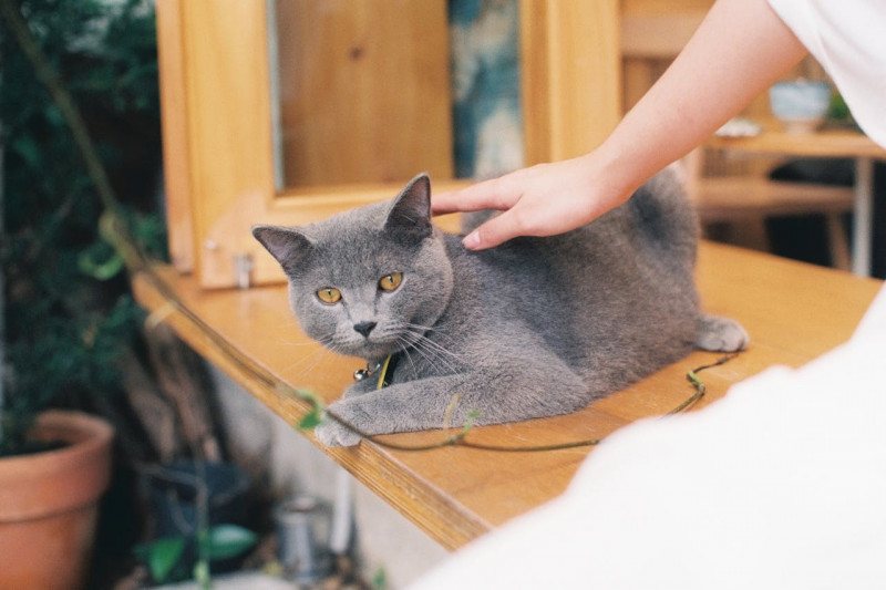 Esterilización en gatos: cómo les afecta a tu salud y a su comportamiento