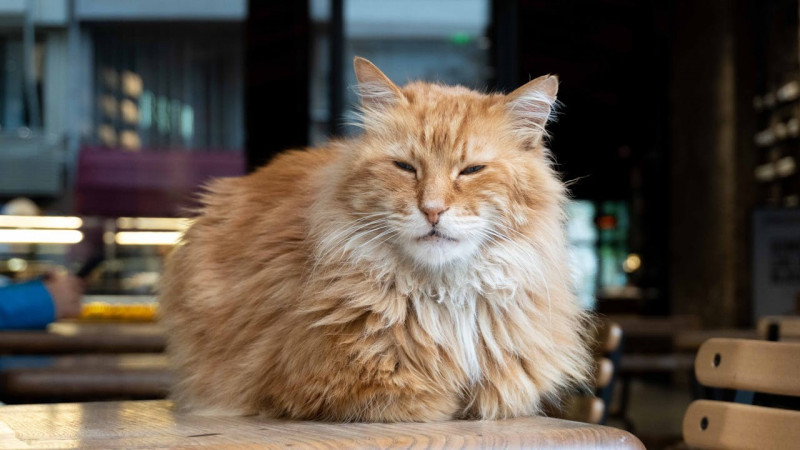 El poder de la alimentación en el pelaje de tu gato