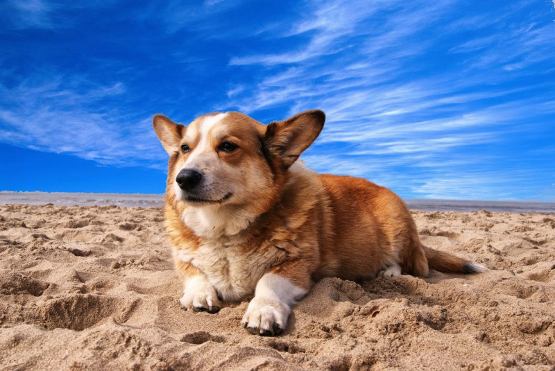 Perros con sobrepeso: causas, riesgos y soluciones