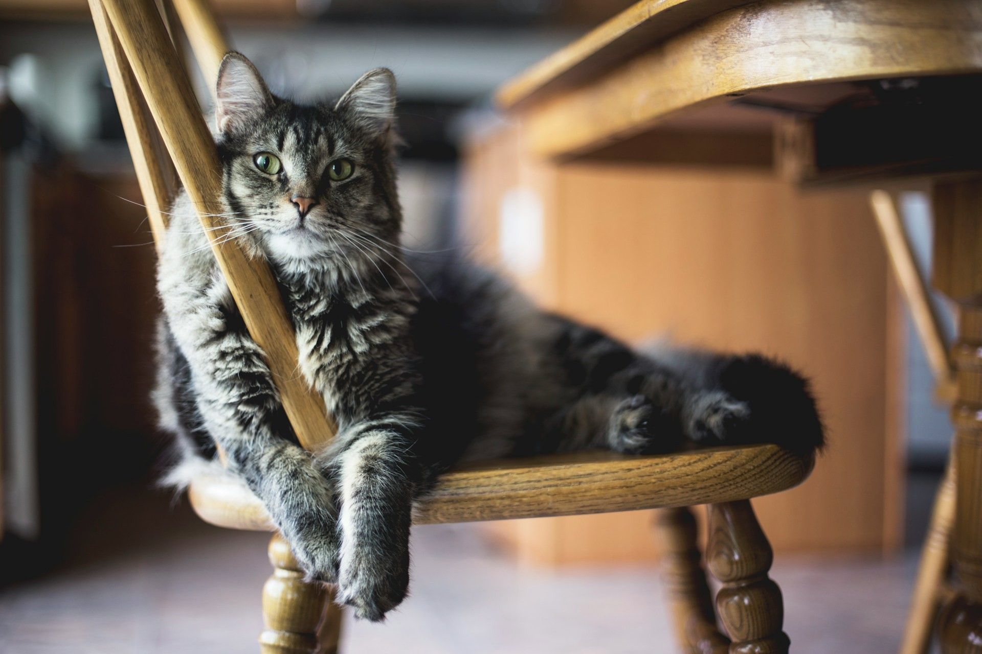 Alimentación para gatos con carne de pollo