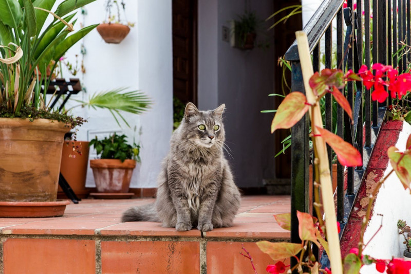 ¿A qué problemas se enfrentan los gatos en primavera?