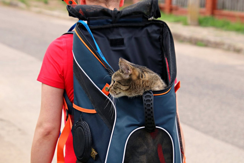 Prepara el viaje de Semana Santa (parte 2): Viajar con gatos