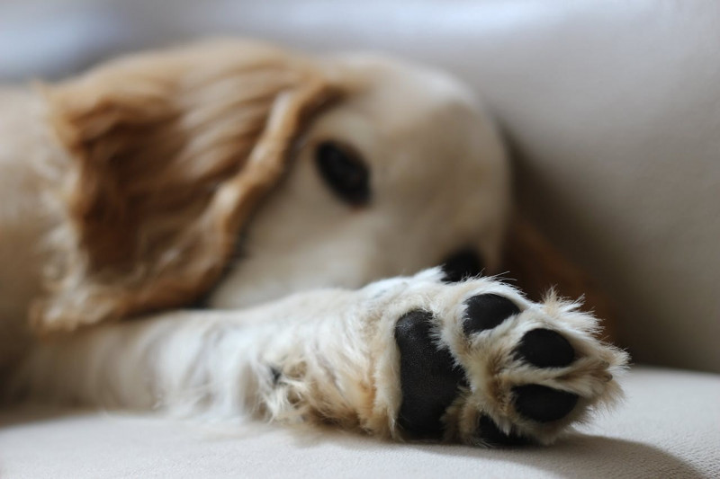 ¿Cómo cuidar y proteger las almohadillas de los perros?