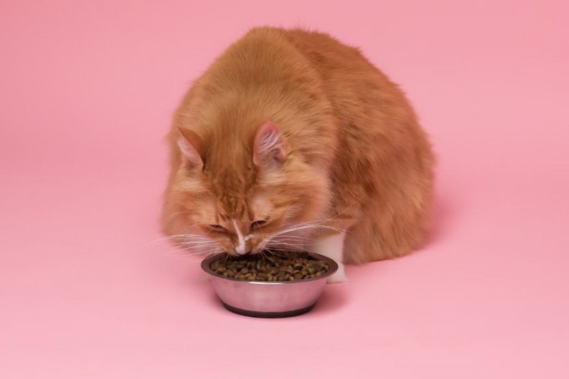 Proteína para gatos ¿Cuáles son las mejores?