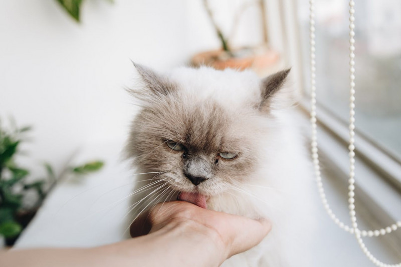 ¿Tu gato se queda en casa en vacaciones? Consejos para garantizar su bienestar
