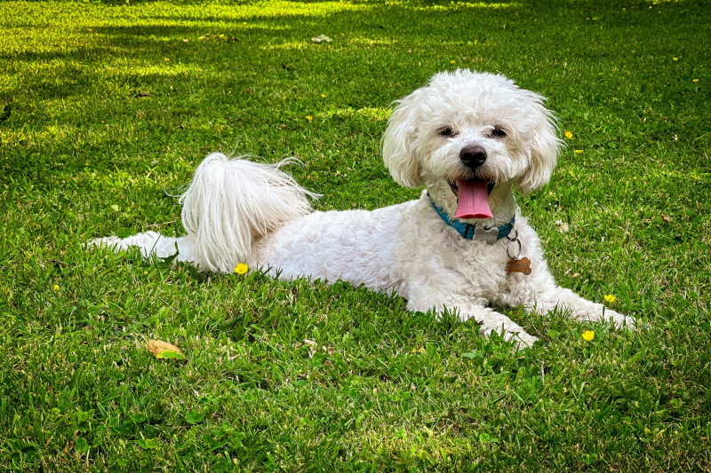 ¿Cómo debe ser la comida para perros de raza mini? 