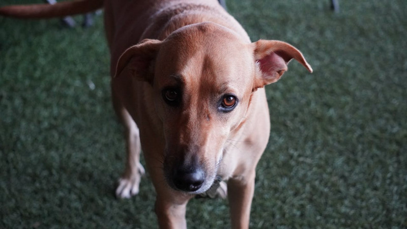 Consejos para la vuelta a la rutina con tu perro