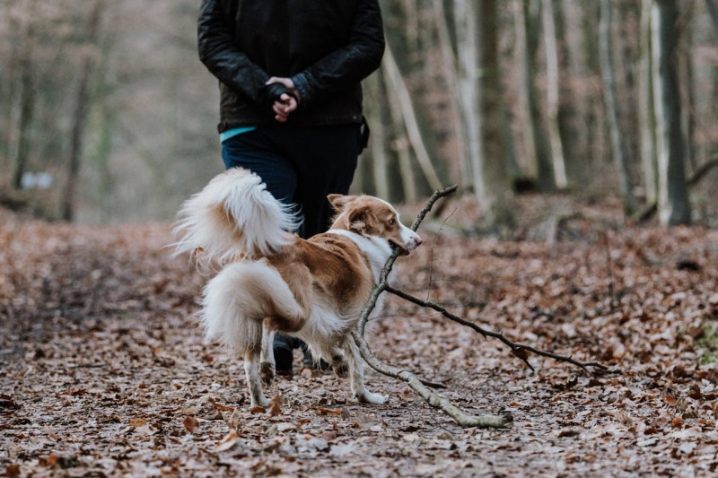 Alimentación saludable para perros en otoño