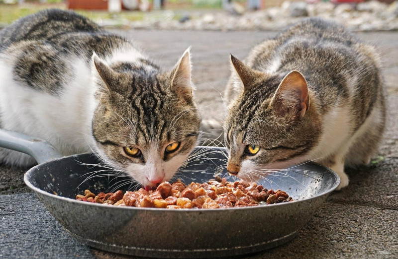 Los 5 errores más comunes al alimentar a tu gato 