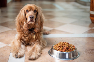 Top 5 alimentos premium para perros