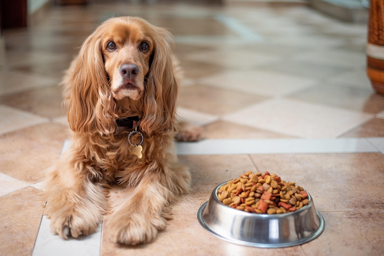 Top 5 alimentos premium para perros