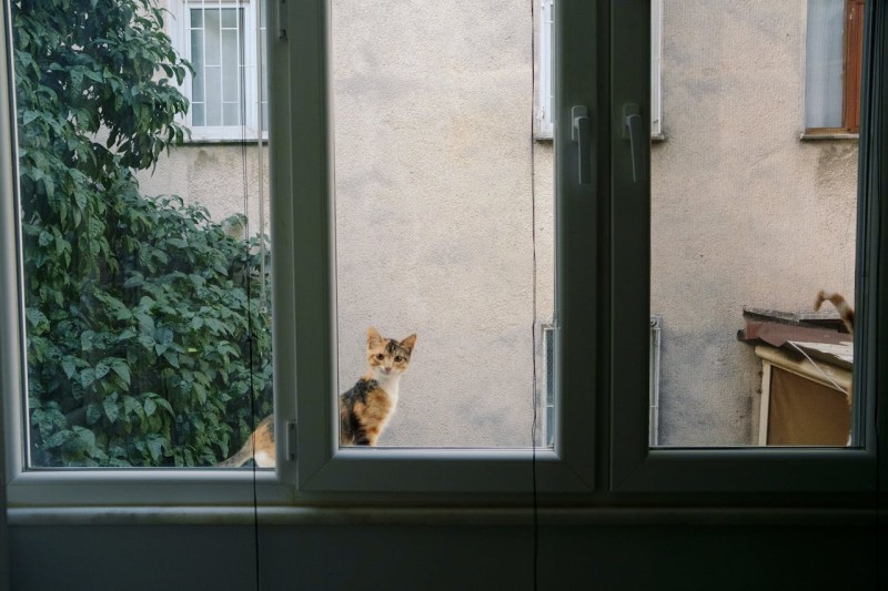 Gato indoor vs. Gato outdoor ¿Qué alimentación elegir?