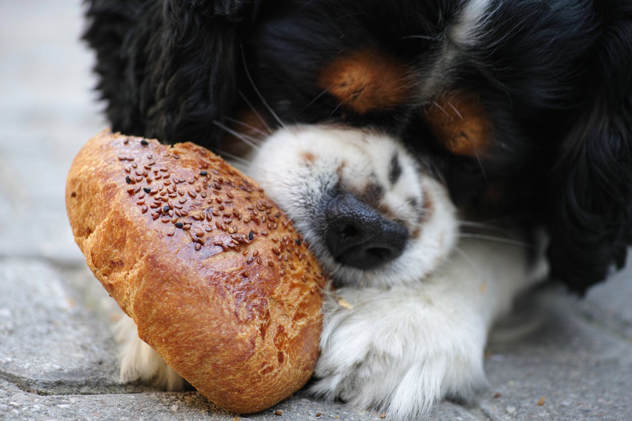 ¿Es bueno darle pan a tu perro? Descúbrelo