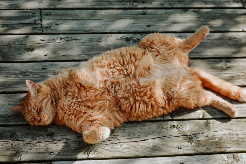 Si tu gato sufre obesidad felina, descubre cómo actuar